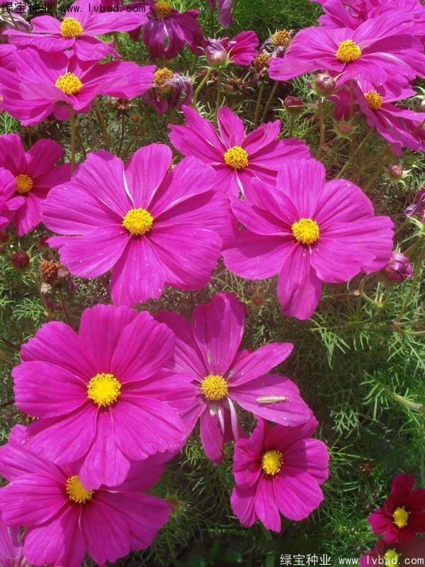 波斯菊<a href='http://www.wuzhouwash.com/' target='_blank'>種子</a>