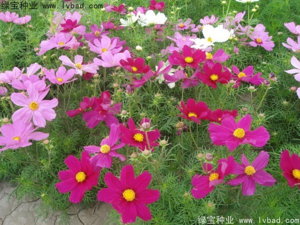<a href='http://www.wuzhouwash.com/caohuazhongzi/12.html' target='_blank'>波斯菊種子</a>