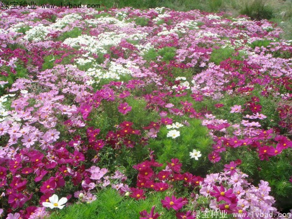 <a href='http://www.wuzhouwash.com/caohuazhongzi/12.html' target='_blank'>波斯菊種子</a>