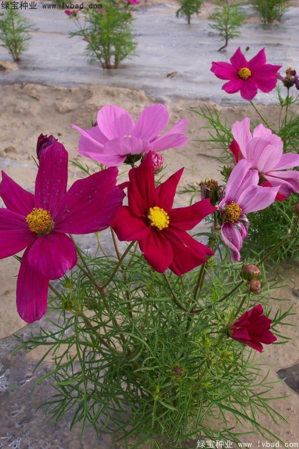 <a href='http://www.wuzhouwash.com/caohuazhongzi/12.html' target='_blank'>波斯菊種子</a>