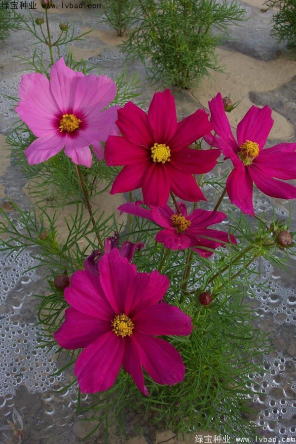波斯菊<a href='http://www.wuzhouwash.com/' target='_blank'>種子</a>