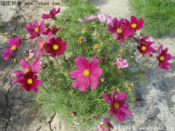 波斯菊<a href='http://www.wuzhouwash.com/' target='_blank'>種子</a>