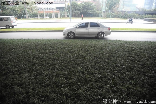 麥冬草<a href='http://www.wuzhouwash.com/' target='_blank'>種子</a>
