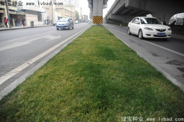 麥冬草<a href='http://www.wuzhouwash.com/' target='_blank'>種子</a>