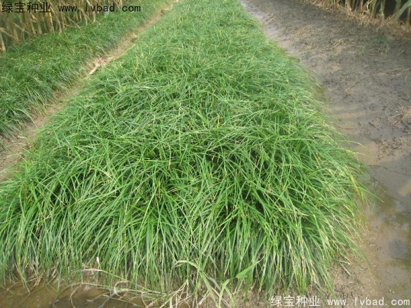 <a href='http://www.wuzhouwash.com/linmuzhongzi/1695.html' target='_blank'>麥冬草種子</a>