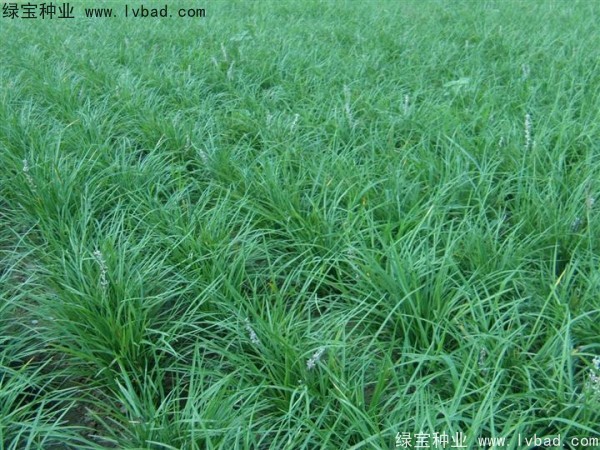 <a href='http://www.wuzhouwash.com/linmuzhongzi/1695.html' target='_blank'>麥冬草</a><a href='http://www.wuzhouwash.com/' target='_blank'>種子</a>