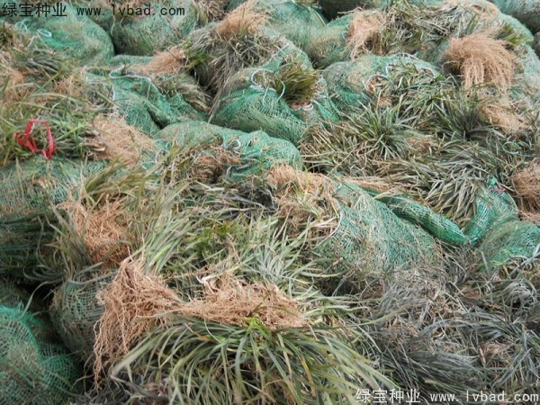 <a href='http://www.wuzhouwash.com/linmuzhongzi/1695.html' target='_blank'>麥冬草種子</a>