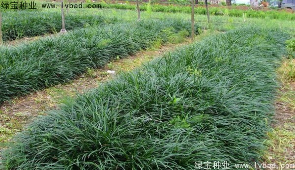 <a href='http://www.wuzhouwash.com/linmuzhongzi/1695.html' target='_blank'>麥冬草種子</a>