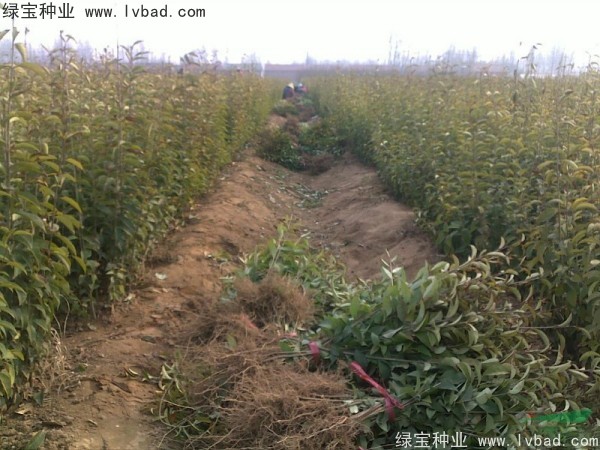 <a href='http://www.wuzhouwash.com/linmuzhongzi/1696.html' target='_blank'>大葉女貞種子</a>