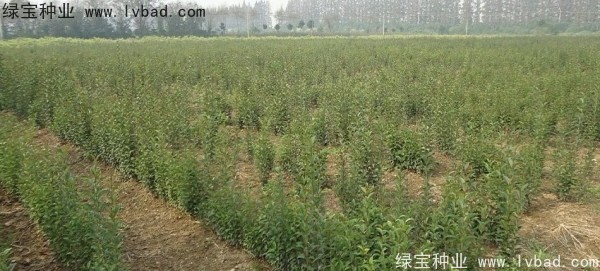 <a href='http://www.wuzhouwash.com/linmuzhongzi/1696.html' target='_blank'>大葉女貞種子</a>