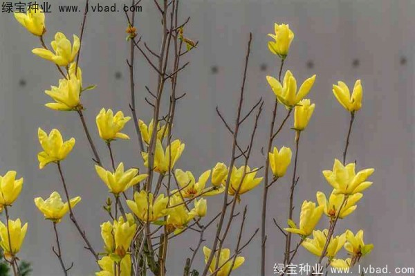 <a href='http://www.wuzhouwash.com/linmuzhongzi/1697.html' target='_blank'>黃玉蘭</a>