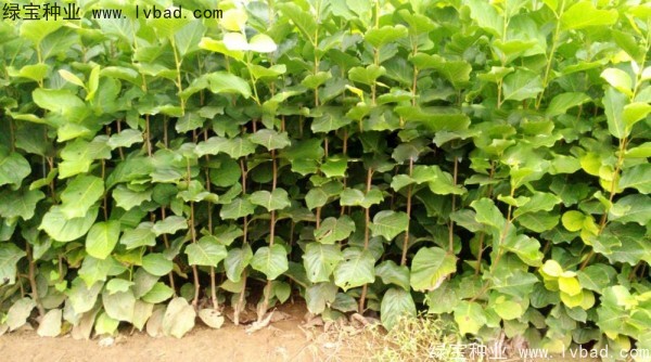 <a href='http://www.wuzhouwash.com/linmuzhongzi/1697.html' target='_blank'>黃玉蘭</a>