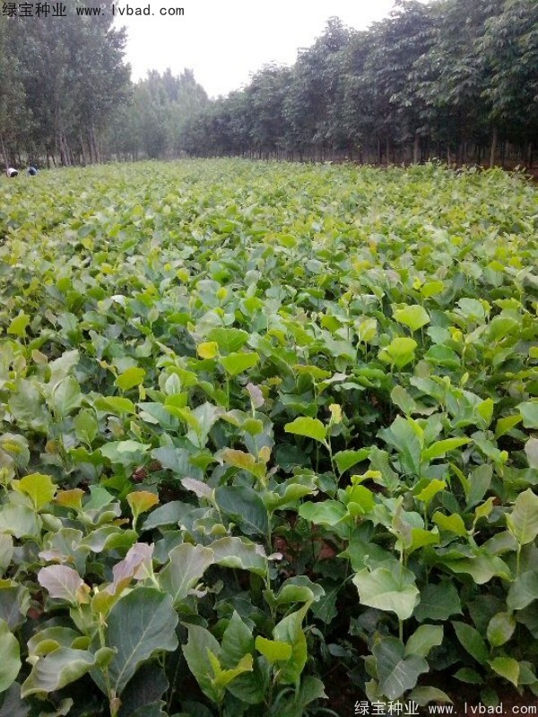 黃<a href='http://www.wuzhouwash.com/linmuzhongzi/1813.html' target='_blank'>玉蘭</a>