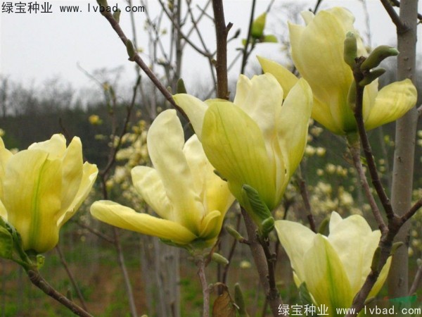 黃<a href='http://www.wuzhouwash.com/linmuzhongzi/1813.html' target='_blank'>玉蘭</a>