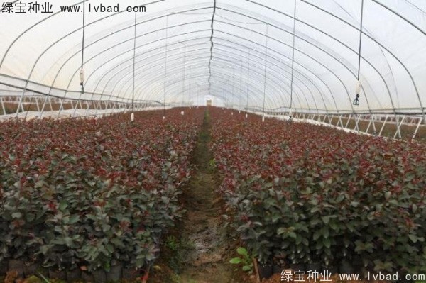 紫薇<a href='http://www.wuzhouwash.com/' target='_blank'>種子</a>