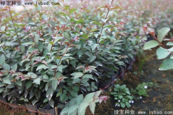 <a href='http://www.wuzhouwash.com/linmuzhongzi/1698.html' target='_blank'>紫薇種子</a>