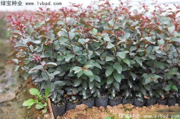 <a href='http://www.wuzhouwash.com/linmuzhongzi/1698.html' target='_blank'>紫薇種子</a>