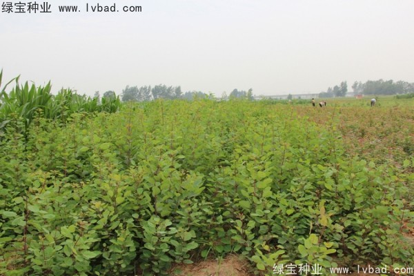 黃櫨<a href='http://www.wuzhouwash.com/' target='_blank'>種子</a>