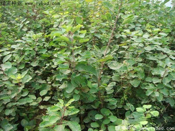 黃櫨<a href='http://www.wuzhouwash.com/' target='_blank'>種子</a>