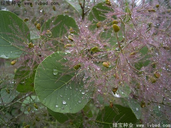 <a href='http://www.wuzhouwash.com/linmuzhongzi/1699.html' target='_blank'>黃櫨種子</a>