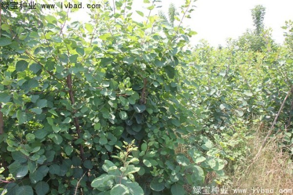 黃櫨<a href='http://www.wuzhouwash.com/' target='_blank'>種子</a>