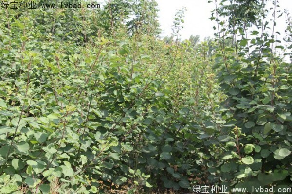 <a href='http://www.wuzhouwash.com/linmuzhongzi/1699.html' target='_blank'>黃櫨種子</a>
