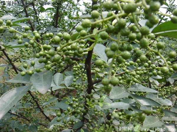 花椒<a href='http://www.wuzhouwash.com/' target='_blank'>種子</a>