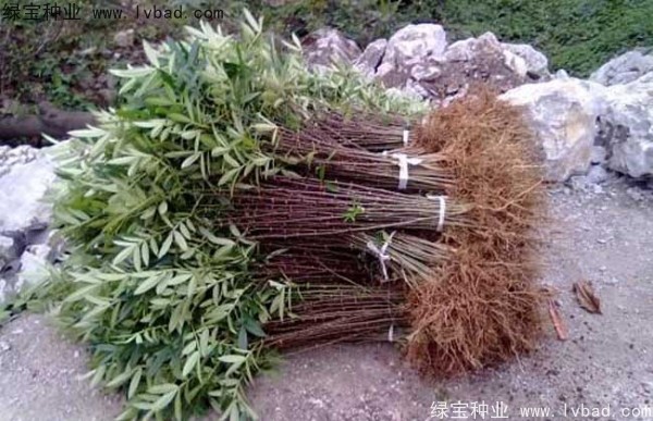 <a href='http://www.wuzhouwash.com/linmuzhongzi/1701.html' target='_blank'>花椒種子</a>