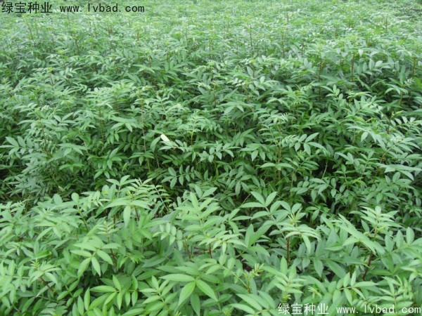 <a href='http://www.wuzhouwash.com/linmuzhongzi/1701.html' target='_blank'>花椒種子</a>