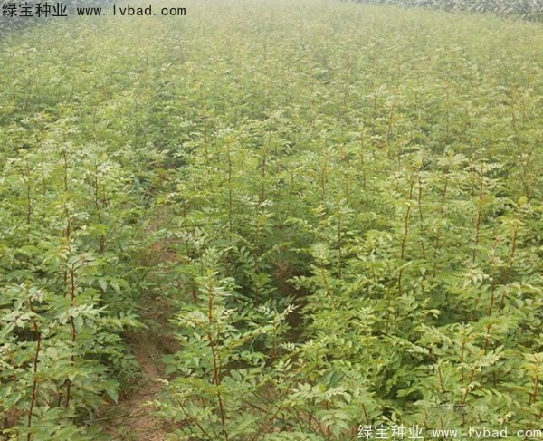 花椒<a href='http://www.wuzhouwash.com/' target='_blank'>種子</a>