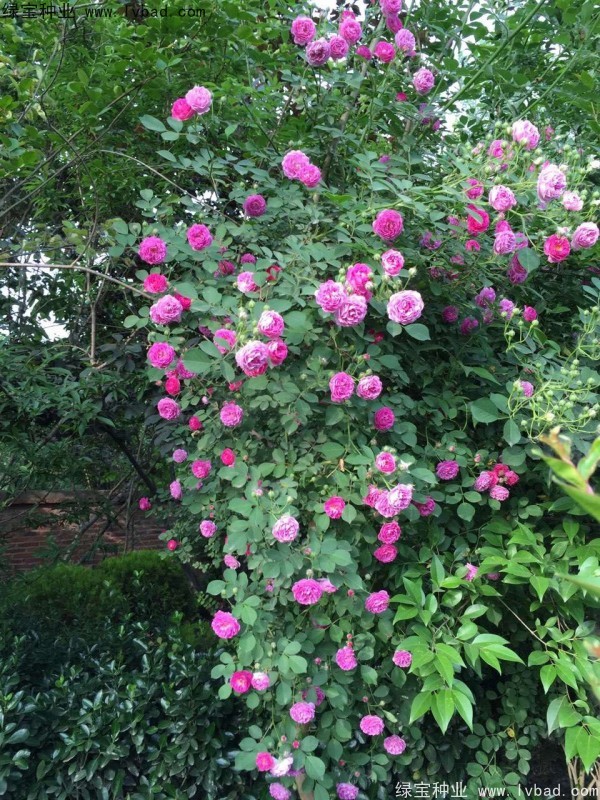 薔薇<a href='http://www.wuzhouwash.com/' target='_blank'>種子</a>