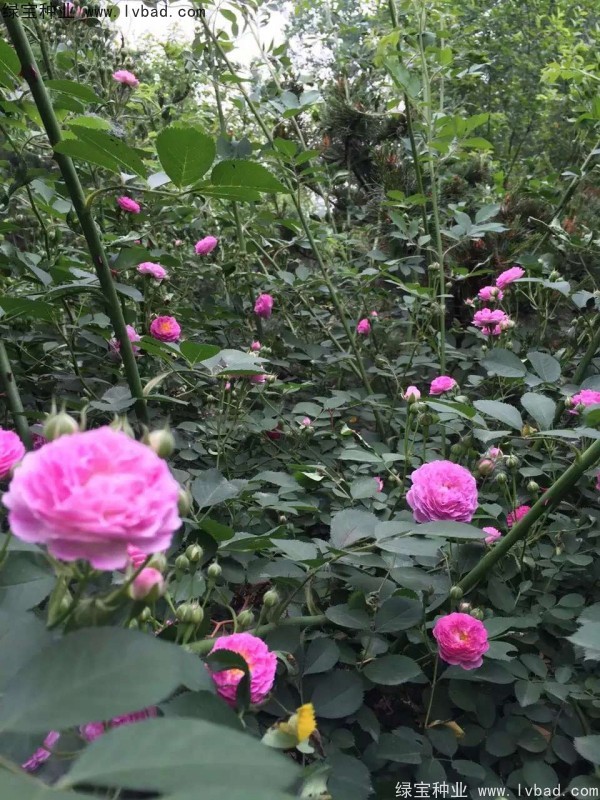 <a href='http://www.wuzhouwash.com/linmuzhongzi/1702.html' target='_blank'>薔薇種子</a>