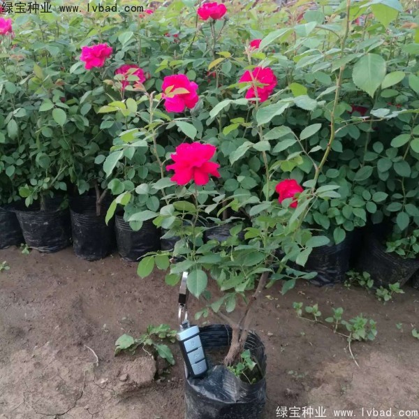 <a href='http://www.wuzhouwash.com/linmuzhongzi/1702.html' target='_blank'>薔薇</a><a href='http://www.wuzhouwash.com/' target='_blank'>種子</a>