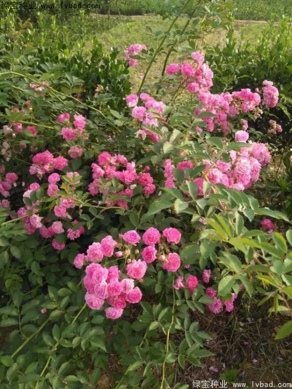 <a href='http://www.wuzhouwash.com/linmuzhongzi/1702.html' target='_blank'>薔薇</a><a href='http://www.wuzhouwash.com/' target='_blank'>種子</a>