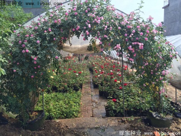<a href='http://www.wuzhouwash.com/linmuzhongzi/1702.html' target='_blank'>薔薇種子</a>
