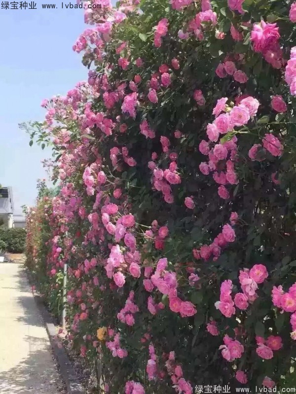 薔薇種子