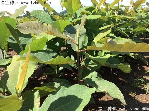 <a href='http://www.wuzhouwash.com/linmuzhongzi/1703.html' target='_blank'>厚樸種子</a>