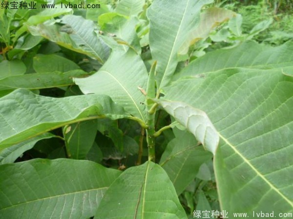 <a href='http://www.wuzhouwash.com/linmuzhongzi/1703.html' target='_blank'>厚樸種子</a>