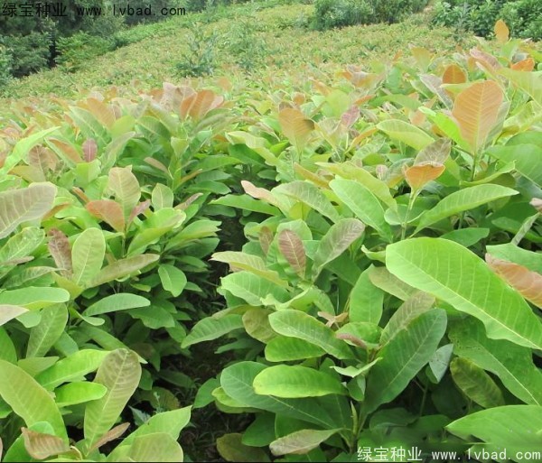 厚樸<a href='http://www.wuzhouwash.com/' target='_blank'>種子</a>
