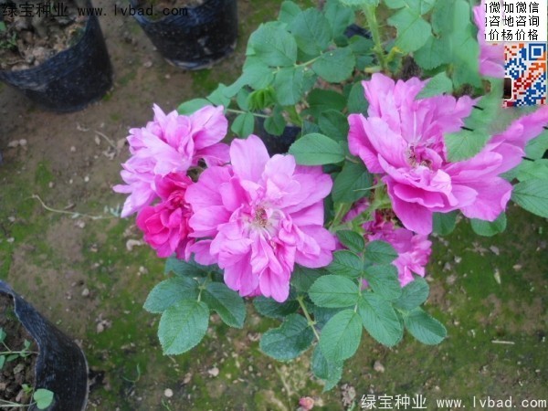 <a href='http://www.wuzhouwash.com/linmuzhongzi/1704.html' target='_blank'>玫瑰花種子</a>
