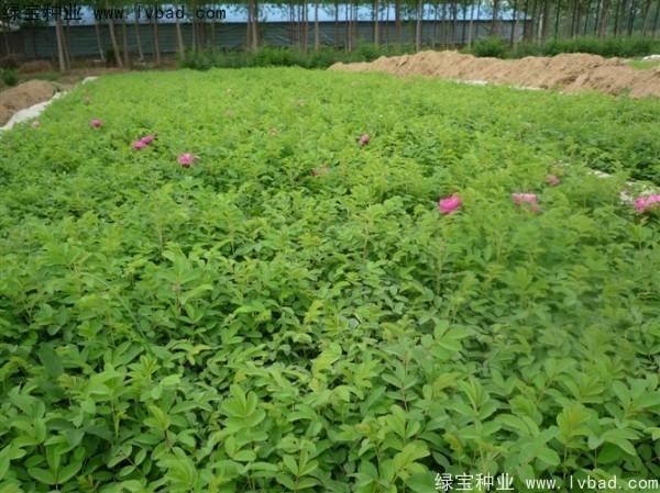 <a href='http://www.wuzhouwash.com/linmuzhongzi/1704.html' target='_blank'>玫瑰花</a><a href='http://www.wuzhouwash.com/' target='_blank'>種子</a>