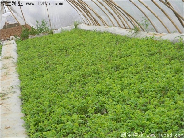 <a href='http://www.wuzhouwash.com/linmuzhongzi/1704.html' target='_blank'>玫瑰花種子</a>
