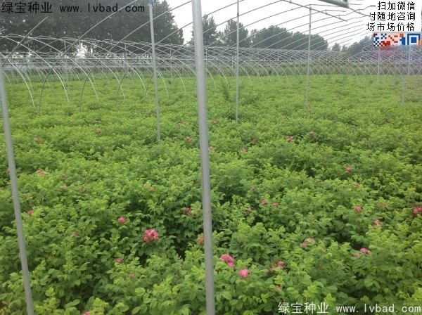 玫瑰花<a href='http://www.wuzhouwash.com/' target='_blank'>種子</a>