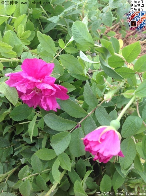 <a href='http://www.wuzhouwash.com/linmuzhongzi/1704.html' target='_blank'>玫瑰花種子</a>