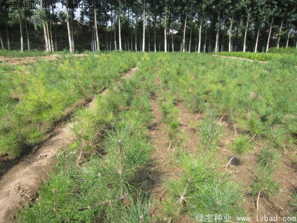<a href='http://www.wuzhouwash.com/linmuzhongzi/1705.html' target='_blank'>華山松種子</a>