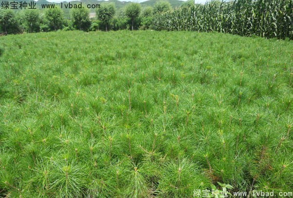 <a href='http://www.wuzhouwash.com/linmuzhongzi/1705.html' target='_blank'>華山松種子</a>