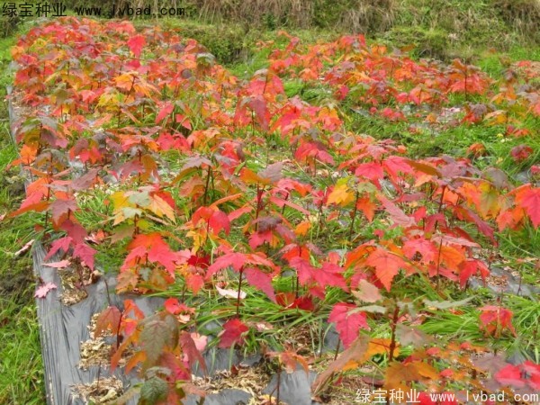 <a href='http://www.wuzhouwash.com/linmuzhongzi/1706.html' target='_blank'>紅楓種子</a>