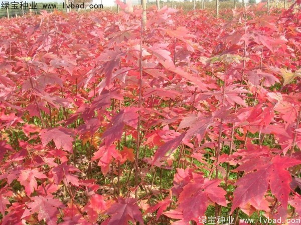 紅楓<a href='http://www.wuzhouwash.com/' target='_blank'>種子</a>