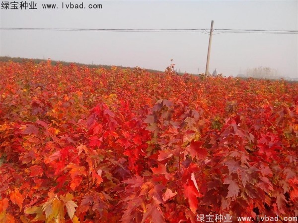 <a href='http://www.wuzhouwash.com/linmuzhongzi/1706.html' target='_blank'>紅楓種子</a>