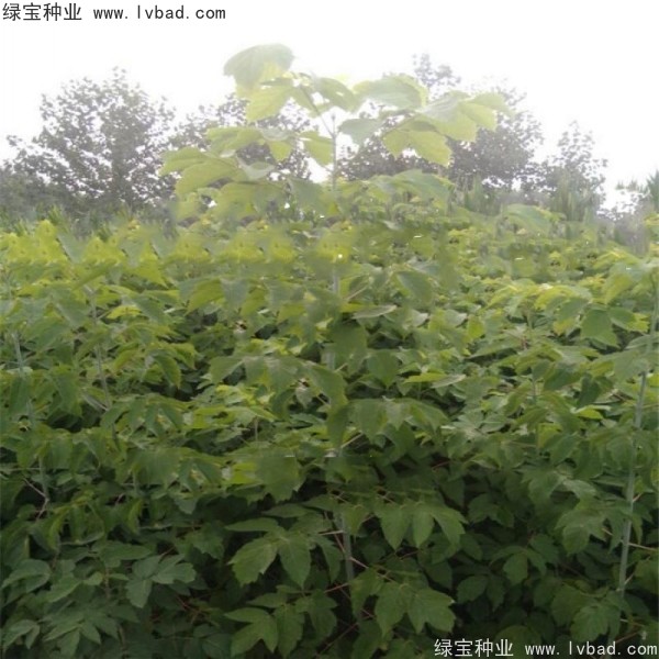<a href='http://www.wuzhouwash.com/linmuzhongzi/1707.html' target='_blank'>糖槭種子</a>